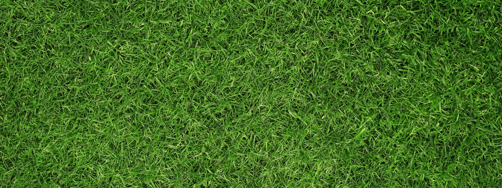 grass